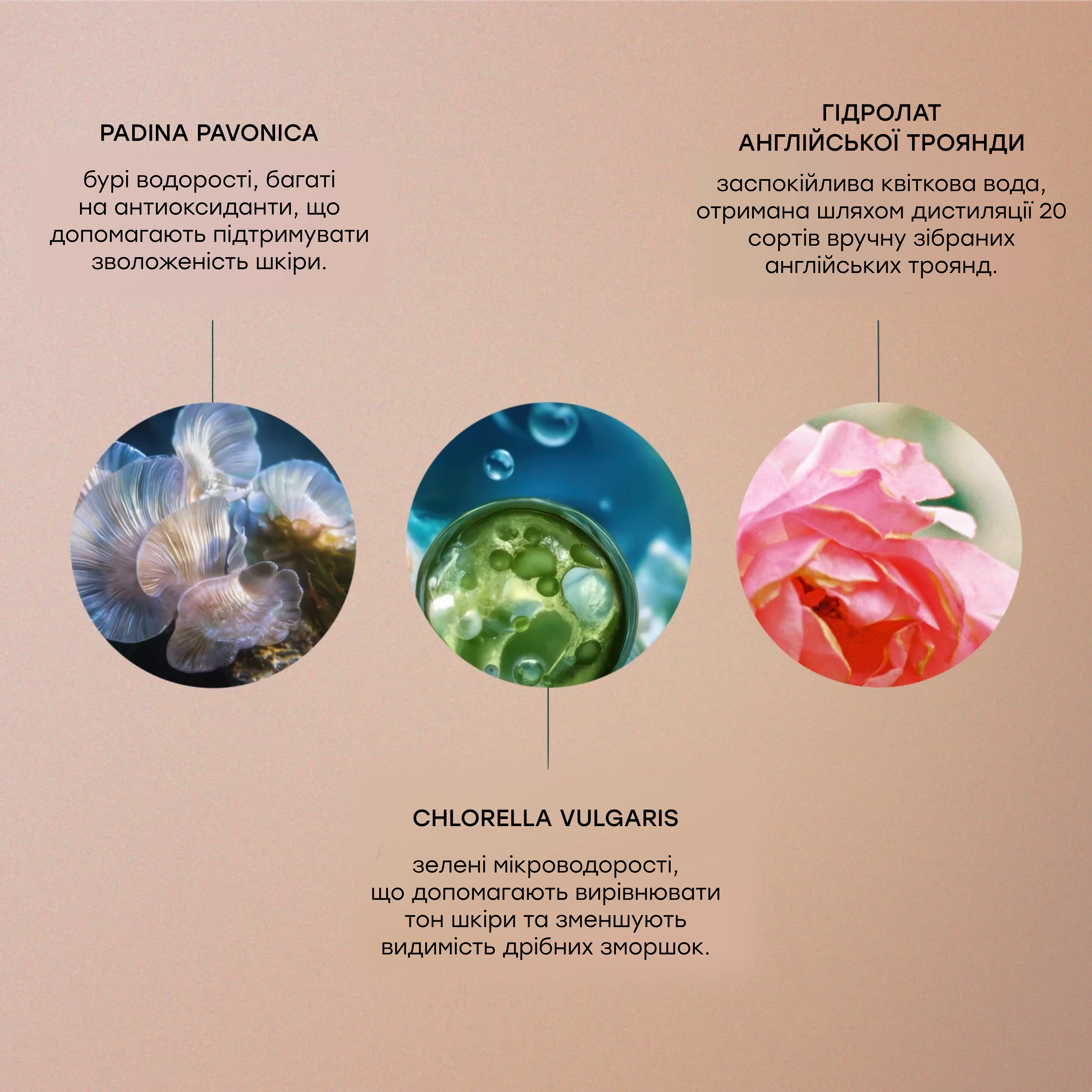 Увлажняющая эссенция-лосьон с экстрактом розы Pro-Collagen Rose Essence-In-Lotion ELEMIS Объем 100 мл — фото 6