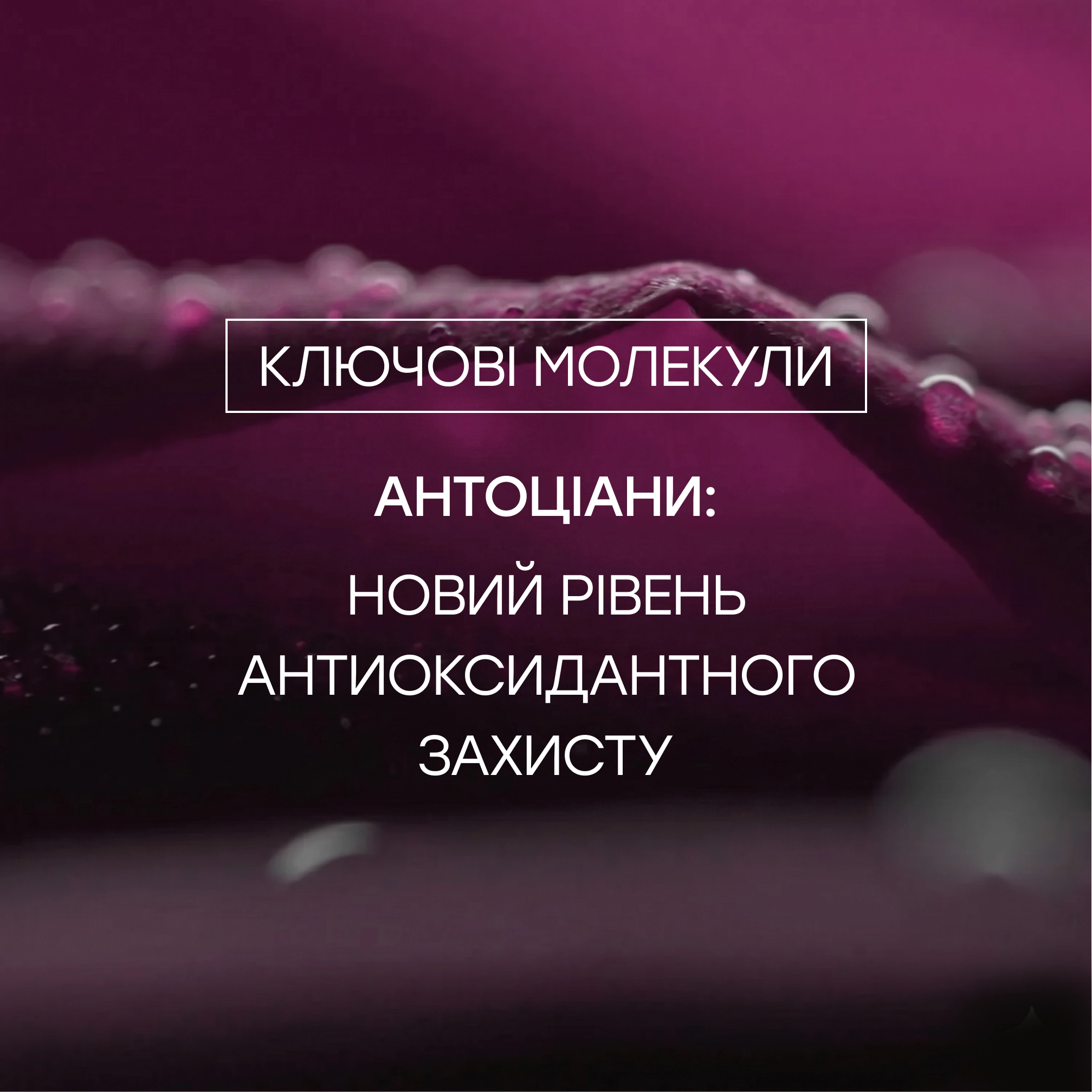 Концентрована антивікова сироватка з екстрактом чорної троянди Black Rose Concentrate Radiant Youth Serum SISLEY PARIS Обʼєм 30 мл — фото 7